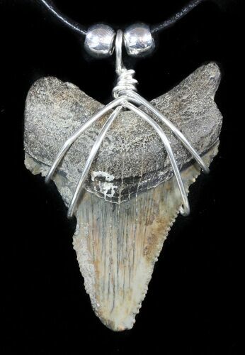 Fossil Angustiden Tooth Necklace - Megalodon Ancestor #47789